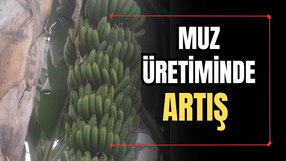 Muz Üretiminde Artış  