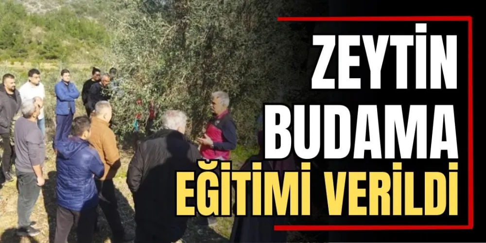 Zeytin Budama Eğitimi Verildi 