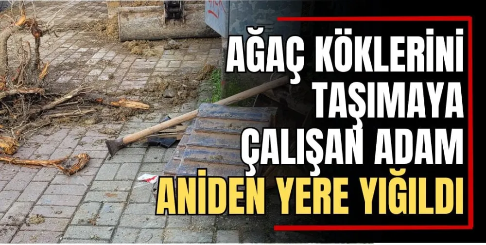 Ağaç Köklerini Taşımaya Çalışan Adam Aniden Yere Yığıldı 