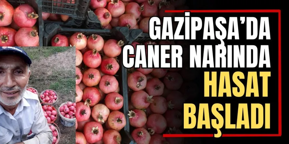 Gazipaşa’da Caner Narında Hasat Başladı 