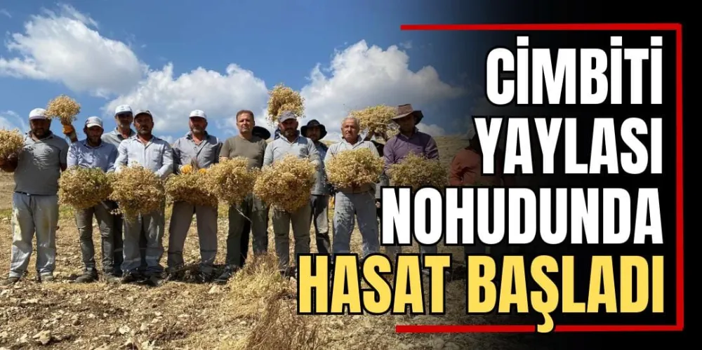 Cimbiti Yaylası Nohudunda Hasat Başladı 