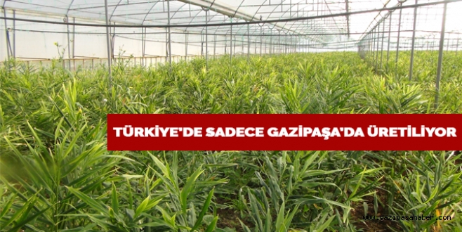 Türkiye`de sadece Gazipaşa`da üretiliyor